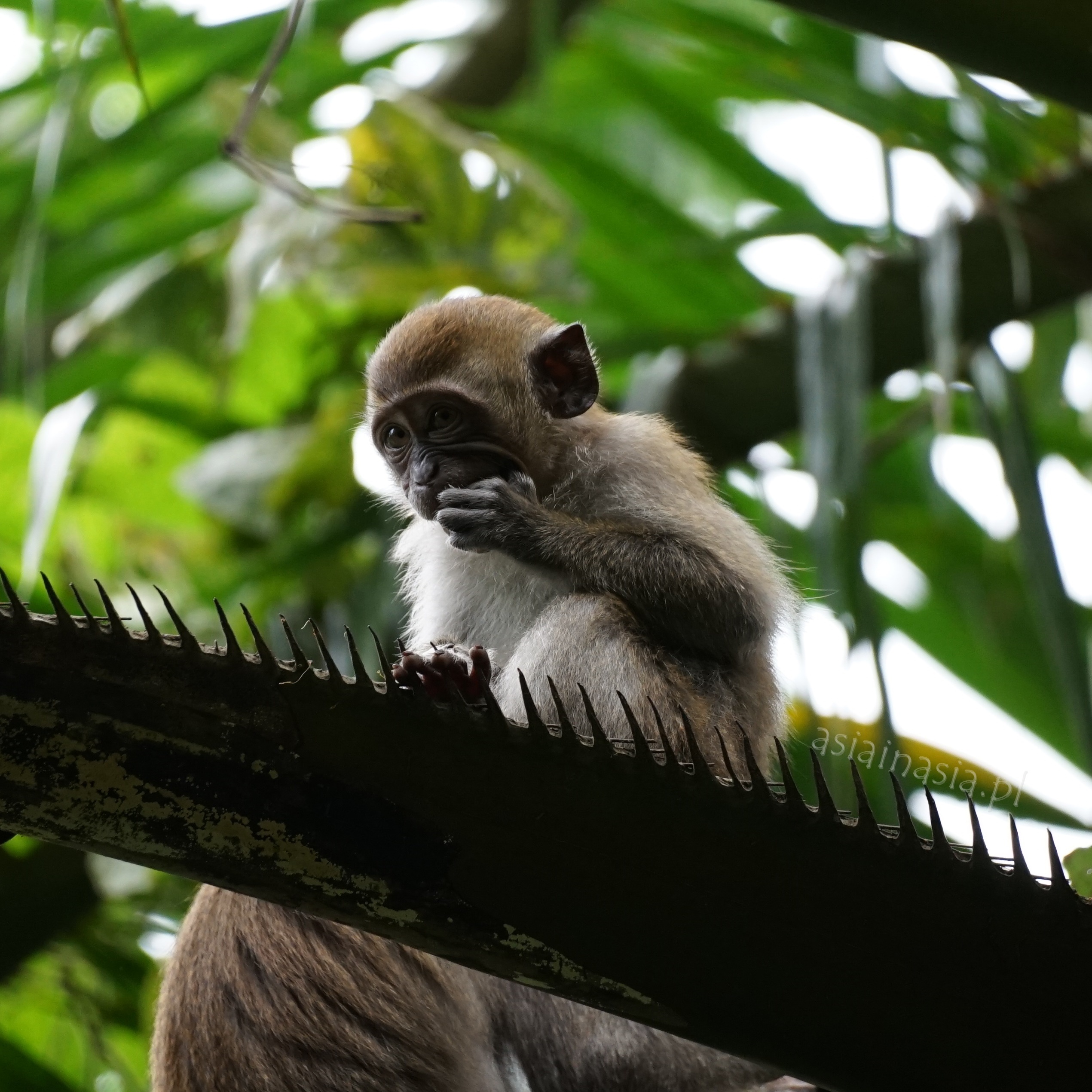 Zielone płuca Kuala Lumpur