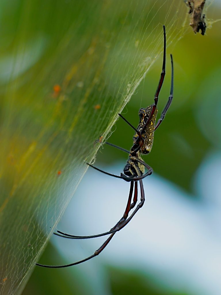 Prządka olbrzymia w parku narodowym Sungei Buloh