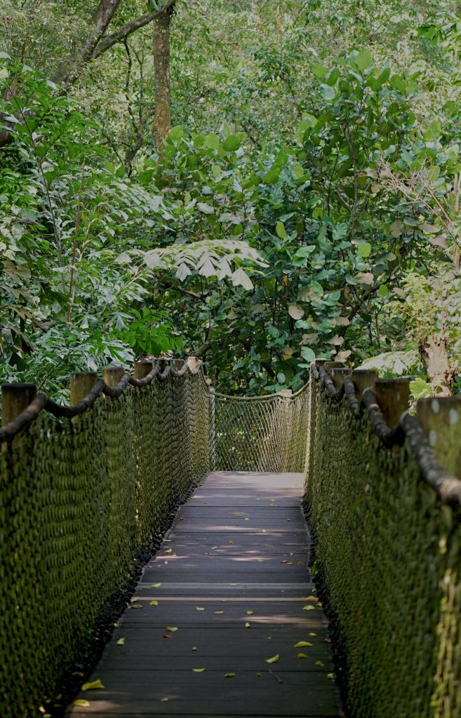 Most na mid-canopy walk