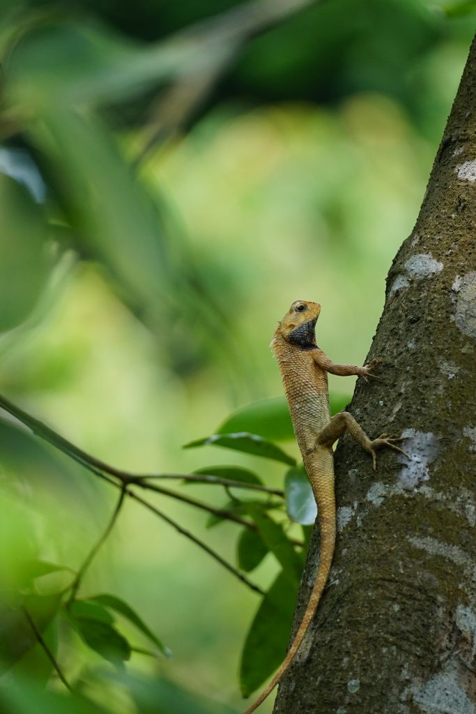 Calotes versicolor na drzewie