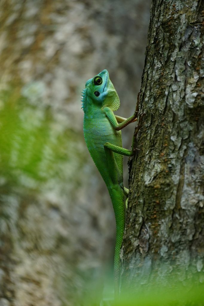 Bronchocela cristatella na drzewie