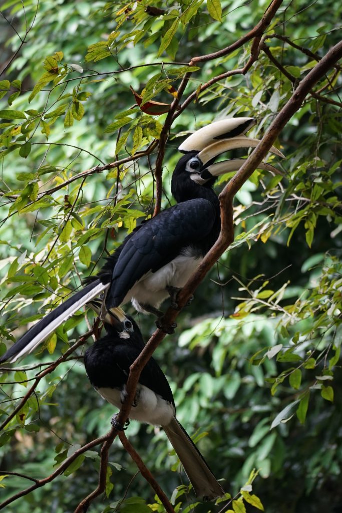 2 dzioborożce na drzewie