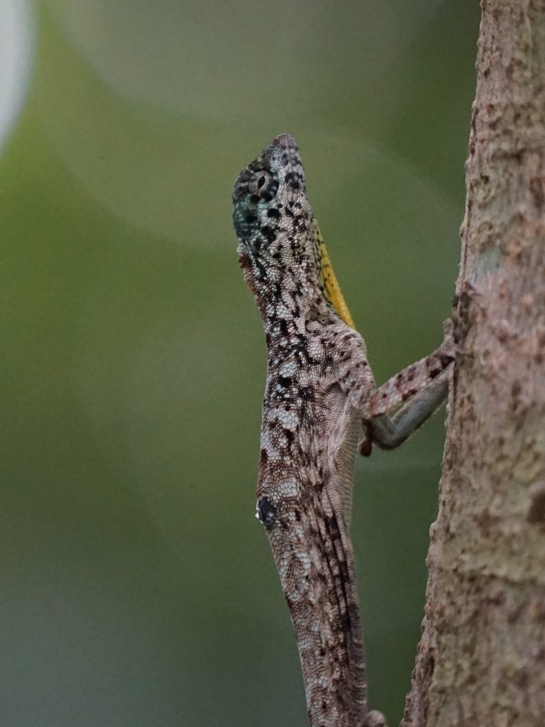 draco sumatranus