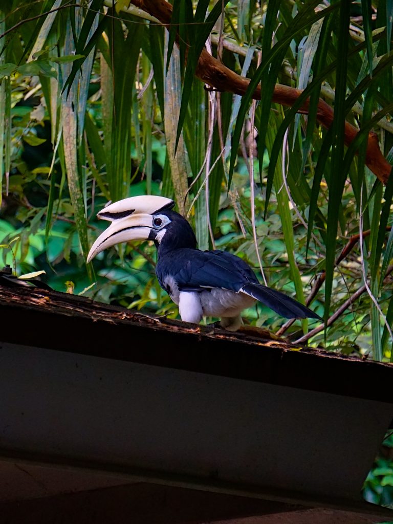 Dzioborożec na dachu