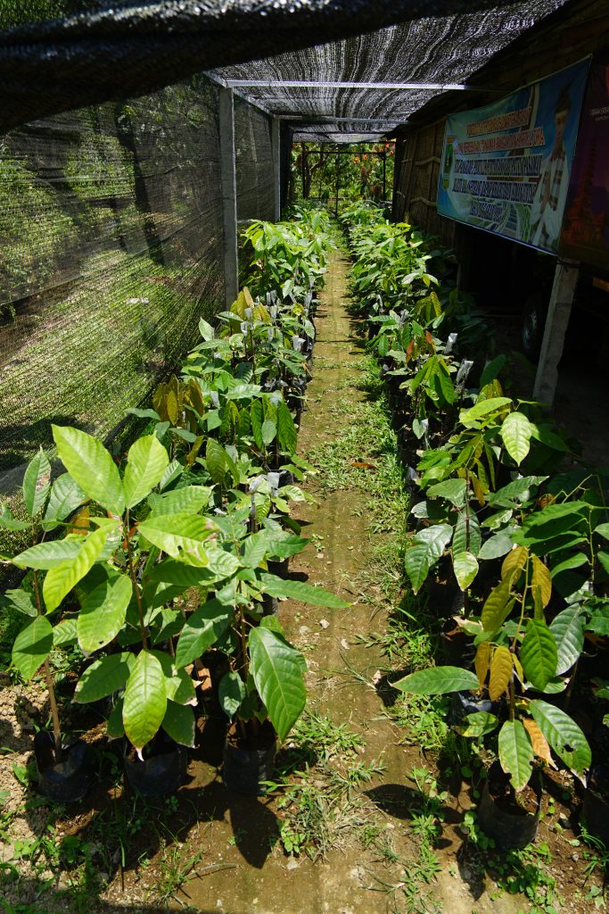 Małe sadzonki kakaowców