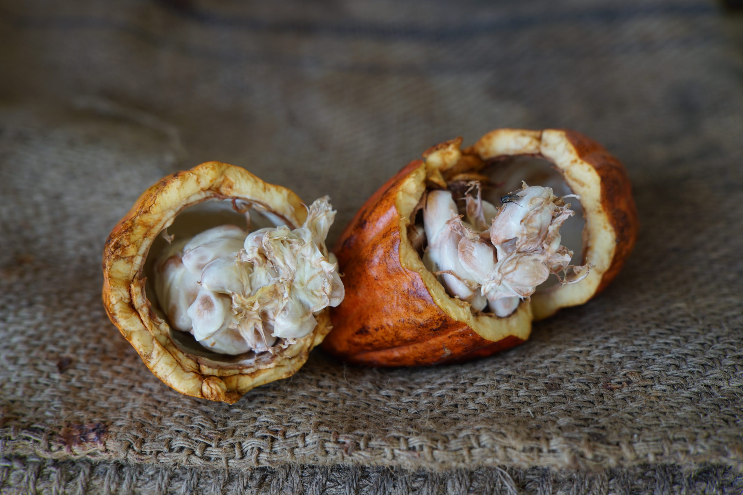 Fabryka czekolady na Bali