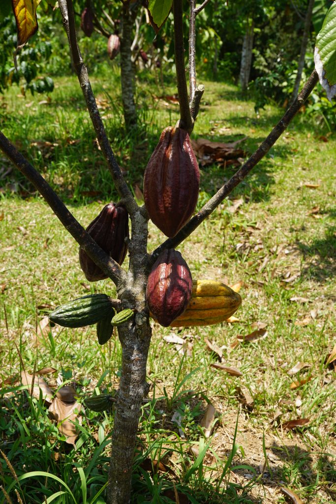 Owoce kakaowca na drzewie.
