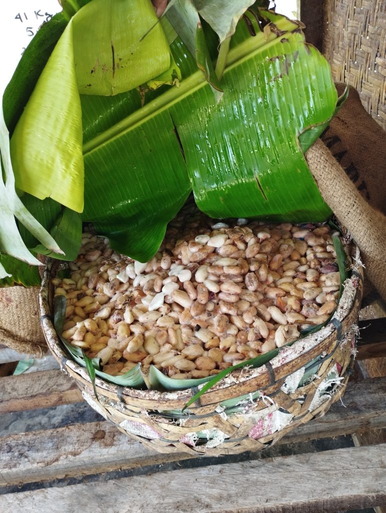 Fermentujące nasiona w koszu.