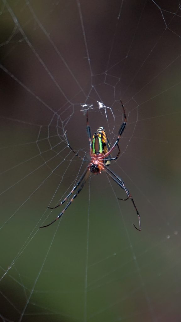 Pająk znaleziony na szlaku