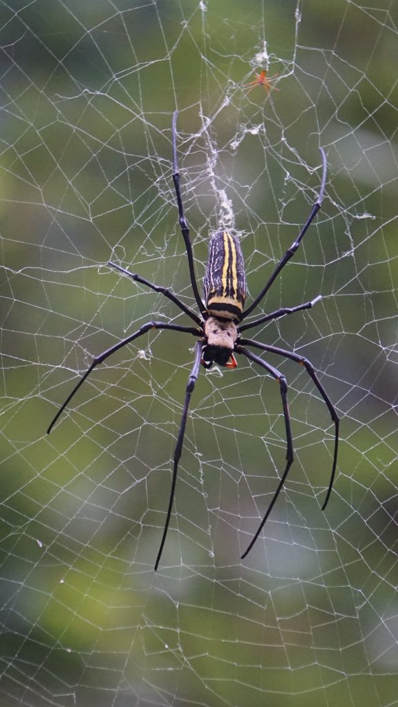Pająk prządka olbrzymia