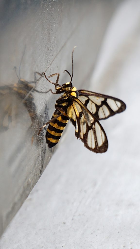 Ćma imitująca osę
