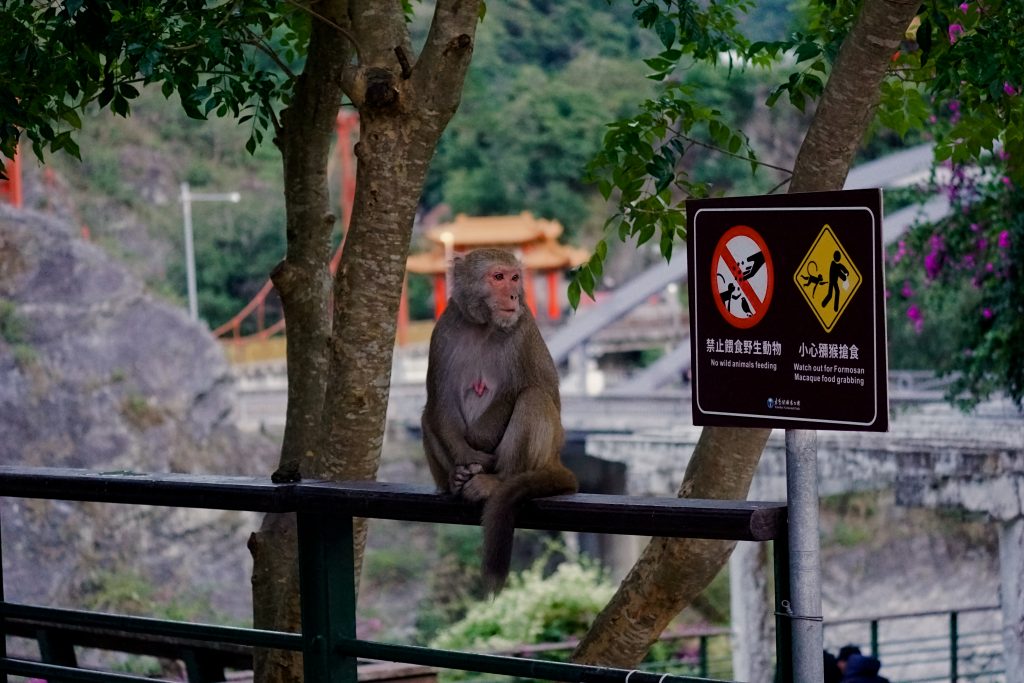Małpa patrząca na znak "zakaz karmienia małp".