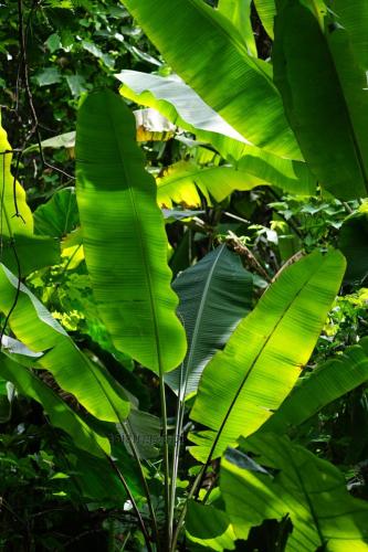 Liście bananowca