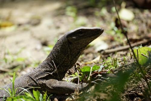 Zbliżenie na warana