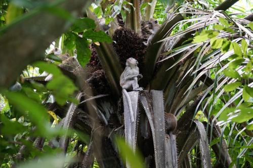 Dużo małp na drzewie