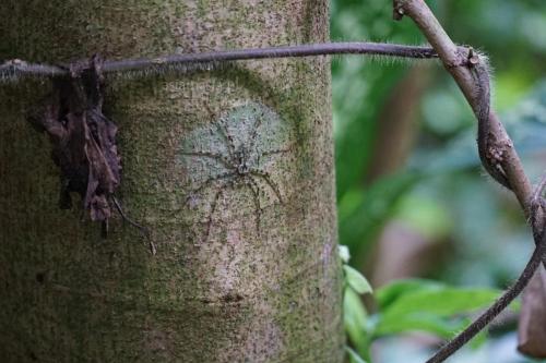 Zakamuflowany pająk