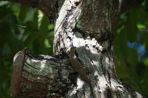 Młody waran na drzewie